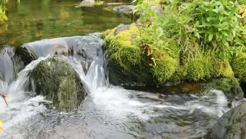 Fish jumps through waterfall. hunchback salmon (Oncorhynchus gorbuscha) 3 Stock Footage 10842064
