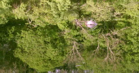 A fish jumps from the water of the river 動画素材 241861511