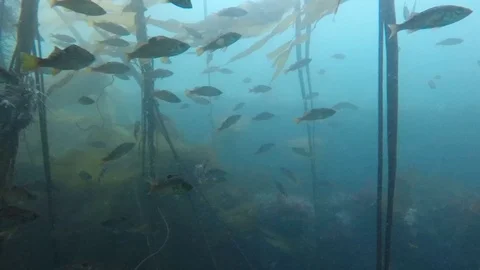 Fish in kelp forest Stock Footage 88199649