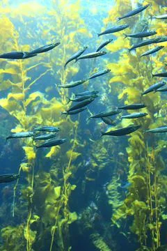 Fish in kelp forest Stock Photos