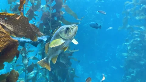 Fish in kelp forest underwater Stock Footage 220537092