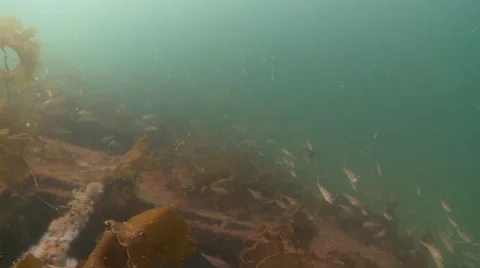Fish kelp shipwreck Stock Footage 49380535