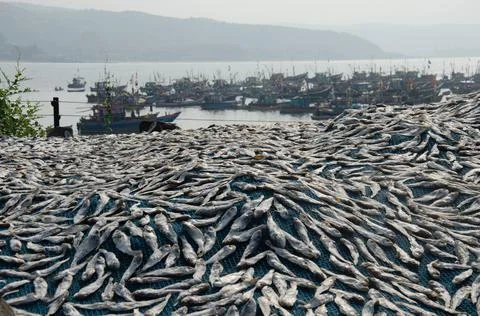 Fish kept for drying, Harnai beach, near Dapoli, Ratnagiri, Maharashtra, Indi Stock Photos