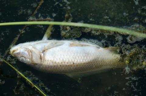 Fish killed by pollution floating Stock Photos