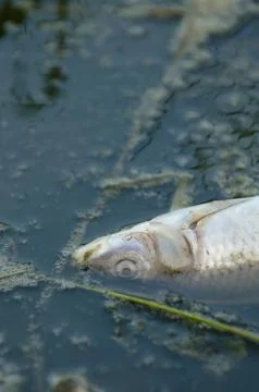Fish killed by pollution Stock Photos