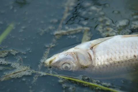 Fish killed by pollution Stock Photos