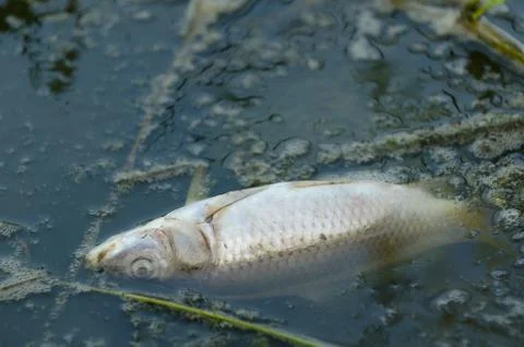 Fish killed by pollution Stock Photos