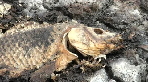 Fish Killed by severe drought Stock Footage 11534935