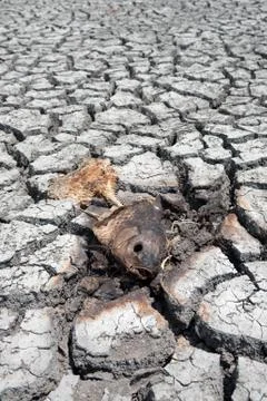 Fish killed by severe drought 스톡 사진