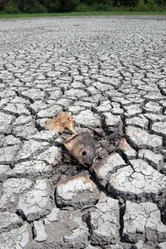 Fish killed by severe drought 스톡 사진