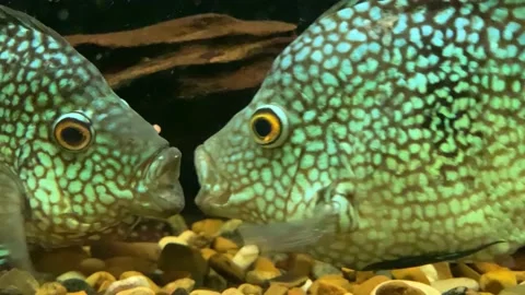 Fish kissing portrait Stock Footage