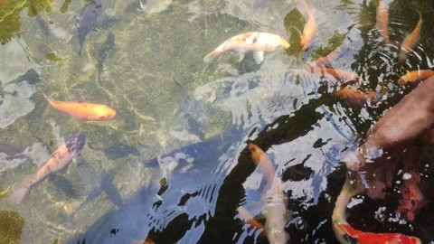 Fish koi Stock Footage 303207938