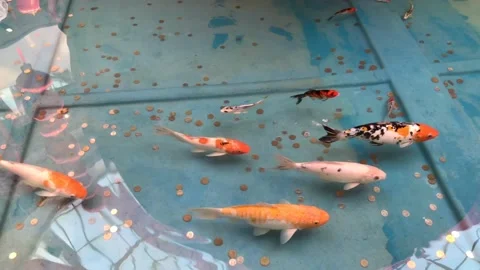 Fish, koi or fancy carp Vidéo 132184298
