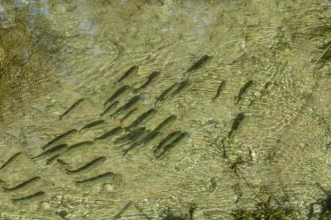Fish in the krka river Stock Photos