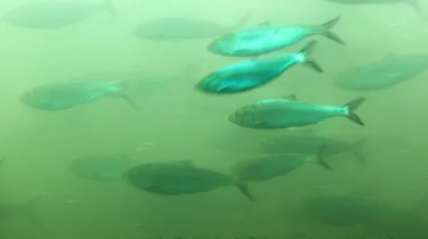 Fish Ladder Underwater Stock Footage 31990331