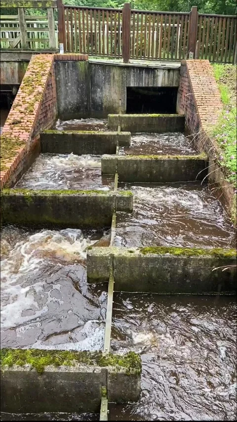 Fish Ladder Waterfall Stone Stream Flowing Through Nature's Barrier Stock Footage 278514483