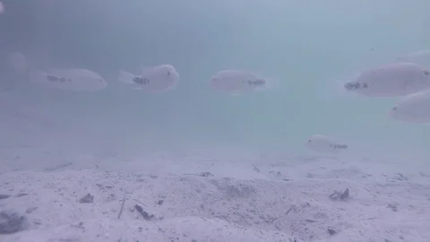 Fish in the lagoon Stock Footage 90453489