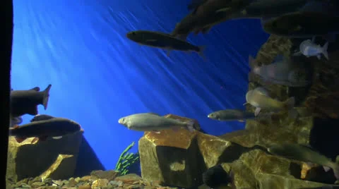 Fish Lake Baikal Stock Footage 24278061