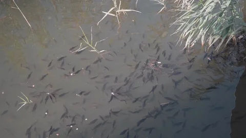 Fish in the lake, bask in the sun and eat bread in slow motion Stock Footage 129092648