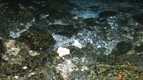 Fish in the lake cave, cenote, Mexico Stock Footage 80254589