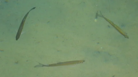 Fish Lake Environment Overview Stock Footage 102832964