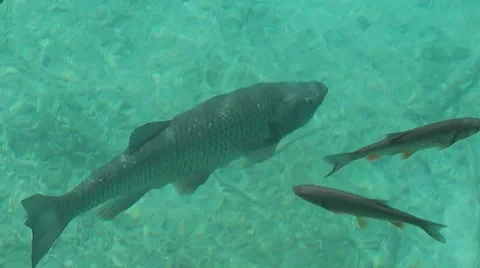 Fish in the lake Stock Footage 7974807