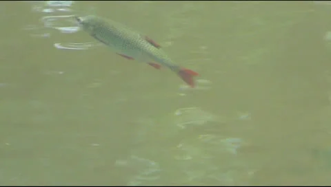Fish, lake 스톡 동영상 25420283