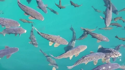 Fish lake Video stock 93324628