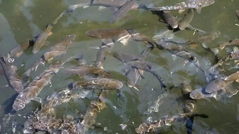 Fish in the lake Stock Footage 107780465