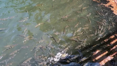 Fish in the lake Stock Footage 107780524