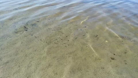 Fish in lake Stock Footage 138595165