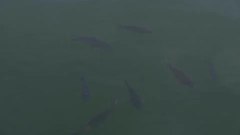 Fish in lake Stock Footage 202006630