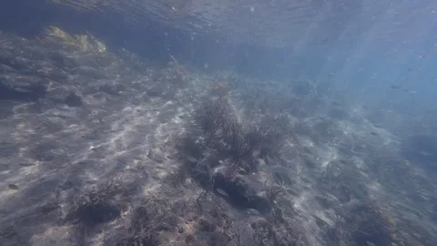 Fish in the lake Stock Footage 262439572