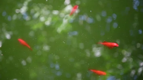 Fish in the lake Stock Footage 326362202