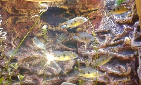 Fish in the lake Stock Photos
