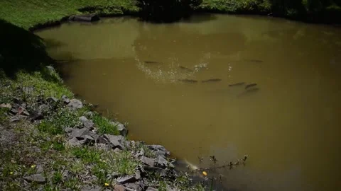 Fish in a lake by the roadside Stock Footage 330139775
