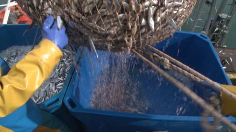 Fish Landed on dockside 2 Stock Footage 47325058