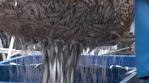 Fish Landed on dockside 3 Stock Footage 47325506