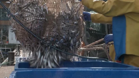 Fish Landed on dockside Stock Footage 47324818