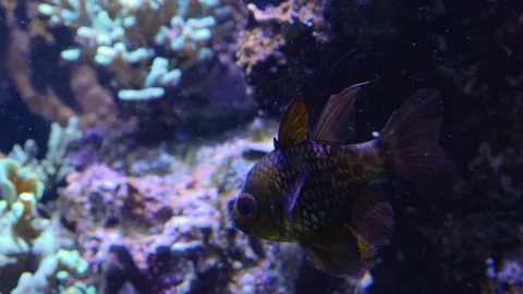 Fish with large fins Stock Footage 135886504
