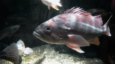 Fish Large Medium CloseUp 01 Stock Footage 40028138