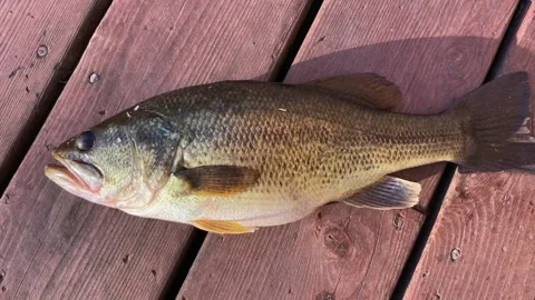 Fish large mouth bass caught, and fillet ready to fry Stock-Footage 300733341