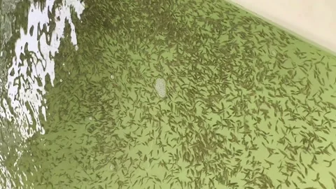 Fish Larvae Sorting and Handling in Aquaculture Hatchery Stock Footage 346160406