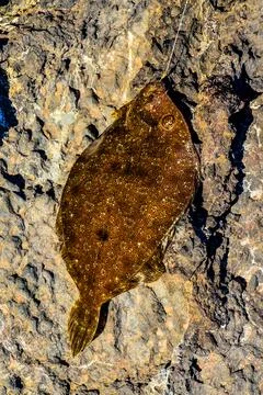 A fish is laying on a rock Stock Photos