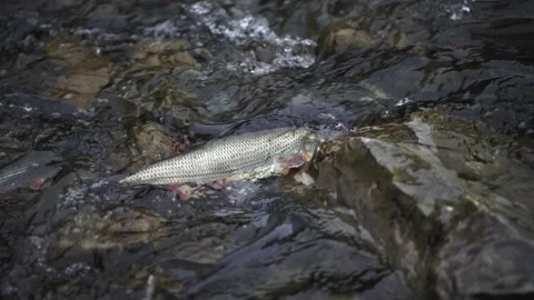 Fish Lays Eggs. Spawning Season, River Fish Breeding, Mating Season. Stock Footage 201625518