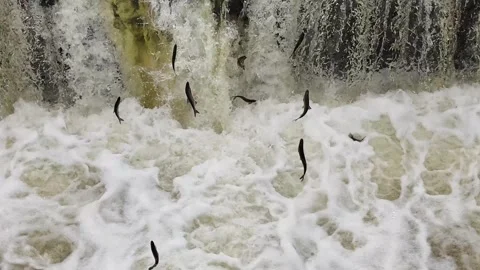 Fish leap through rushing water near a waterfall Stock Footage 307494718
