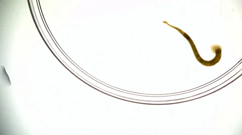 Fish leech moving Stock Footage 35416900