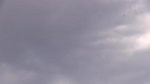 Fish left behind for the buzzards Stockbeeldmateriaal 44162576