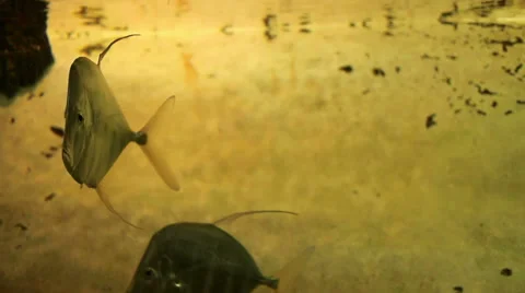 Fish on Left Stock Footage 45934780