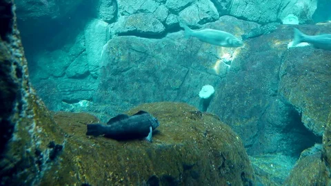 Fish with legs resting on top of a boulder Stock Footage 69827338